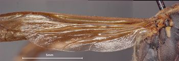 Media type: image;   Entomology 33153 Aspect: Wing hind